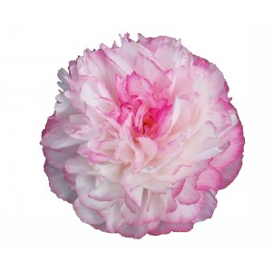 Peonija  `Joker`